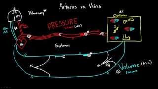 Arteries versus Veins [upl. by Fai959]