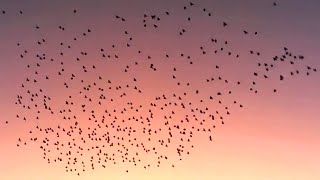 Flock of starlings  In flight  Sound [upl. by Innavoeg]