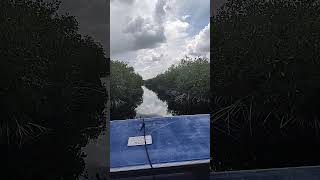 Everglades City airboat ride [upl. by Leba]