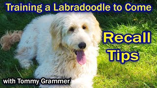 Training Labradoodle To Come When Called [upl. by Hsirt]