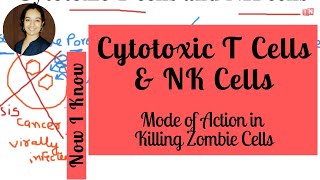 Cytotoxic T Cells and NK Cells  Killing Zombie Cells Mode of Action [upl. by Nodababus]