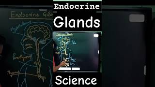 endocrine glands biology diagram science [upl. by Scharff409]