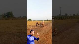 Man sat on a camel and the camel was not under control  short ytshort shortvideo [upl. by Rockafellow]