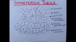 Semniferous Tubule  Diagram of Semniferous Tubule Well Labelled  Class 12 [upl. by Emse]