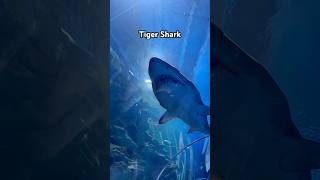 The Great Tiger Shark  trending viralvideo [upl. by Nema415]