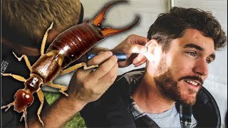 EARWIG IN HIS EAR [upl. by Vola]