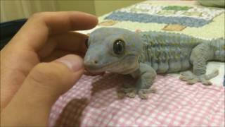 A Friendly Tokay Gecko Acting Like Leopard Gecko [upl. by Horton]