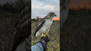 Releasing my first redtailed hawk back into the wild [upl. by Reinal726]