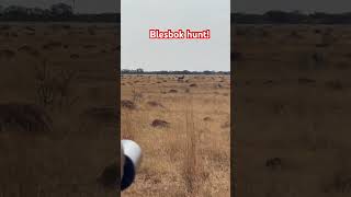 Blesbok down 308win [upl. by Cyprian591]