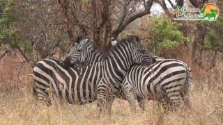 The Zebra—Africas Wild Horse [upl. by Ljoka]