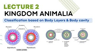 kingdom animalia classification Diploblastic and triploblastic and body cavity coelomate animals [upl. by Tri]