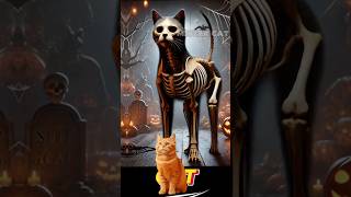 Skeleton of Animals Funny Animals  Mister Cat [upl. by Aman]