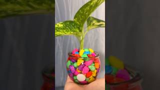 How to propagate Pothos homedecor indoorplants happiness showpiece gardening diy [upl. by Orianna]