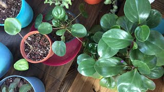 Pilea Peperomioides amp Peperomia Update Live Session [upl. by Ereveneug]