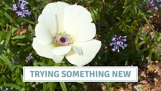 How To Plant Anemones For Autumn Flowering  Cottoverdi [upl. by Ball]