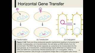 Genetics of Virulence Factors [upl. by Anibas2]