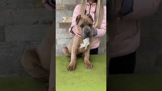 Amazing cane corso puppy formentino color [upl. by Domini]