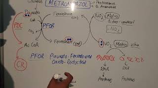 Mecanismo de Accion del Metronidazol mauroentropico5280 [upl. by Blackington]