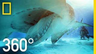 360° Great Hammerhead Shark Encounter  National Geographic [upl. by Andryc]