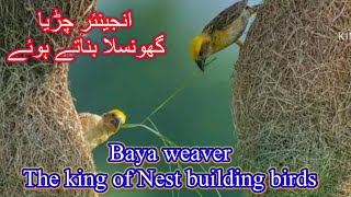 Baya Weaver  Engineer Bird  Chidiya Ka Ghosla  Most beautiful bird nest in the world [upl. by Kelsey]