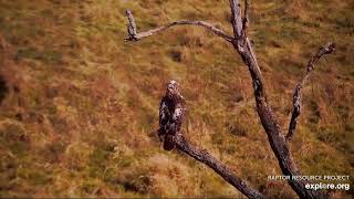 Beautiful Red Tailed Hawk Visits Decorah North Eagle Nest Area 10292024 exploreorg [upl. by Thea558]