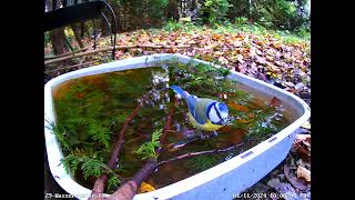 Blaumeisen Kohlmeisen Buchfinken trinken und baden 😍 01112024 [upl. by Fredric]