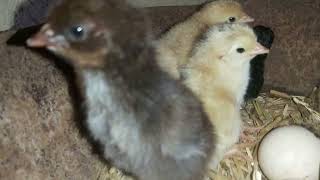 Cute Baby Chickens Cheep Cheep Sounds Chicks ASMR Sounds Effects [upl. by Lepper233]