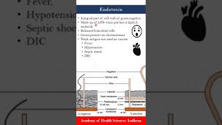 Endotoxins  Microbiology  by Imran Yaseen [upl. by Reni105]