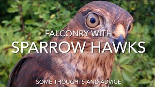 FALCONRY Sparrowhawks some thoughts… [upl. by Liuqa385]