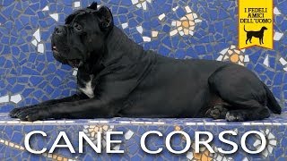 CANE CORSO ITALIANO trailer documentario Prima Edizione [upl. by Gnaig]