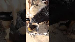 What Do Goats Eat 𓃵 𔑸 𝓰𝖔𝐚𝓽🐐Animal Farm animallover [upl. by Mikol835]