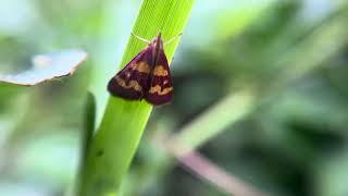 CoffeeLoving Pyrausta Moth Pyrausta Tyralis [upl. by Llirrehs702]