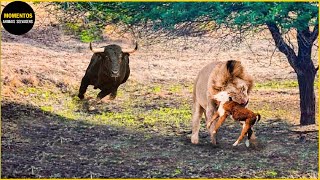 30 Momentos Em Que Grandes Felinos Mexem Com O Búfalo Errado  Animais Selvagens [upl. by Lightman802]