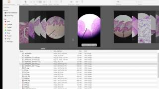 Epithelial Tissue Quiz [upl. by Eelnyl]