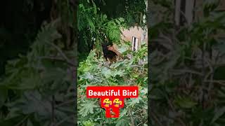 Beautiful Bird🦆🦆The Greater Coucal or Crow Pheasant birds birdslover nature naturelovers [upl. by Anairo]