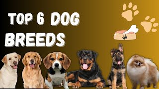 Top 6 Dog breeds 😲🐕‍🦺 dog facts doglover [upl. by Ailene]