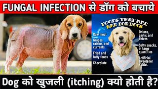 4 Best Skin Bacterial amp Fungal Skin in Dogs Infections Treatment [upl. by Downes]