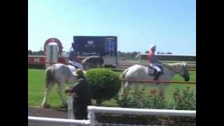 Draught Horse Race at Eagle Farm March 2013 to promote CHHFDA Gatton Field Days [upl. by Ennaira982]