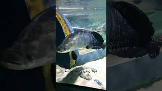 arapaima fish care tips satyajitpetsvlog ytshorts aquarium shorts india viral fish arapaima [upl. by Donelle]