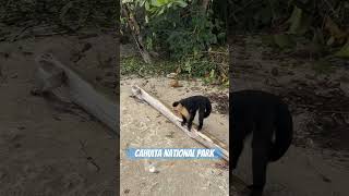 Monkeys playing by the beach in Cahuita National Park monkeys cahuita beach costarica playa [upl. by Telfore930]