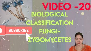 Biological Classification l FungiZygomycetes l Class 11 NCERT NEET Biology l [upl. by Sheya]