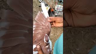 Pahadi Siraji Rampur kabutar Bajar pigeon bird [upl. by Isyad613]