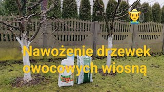 Nawożenie drzewek owocowych wiosną [upl. by Pierrepont724]