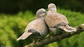 moineau  tourterelle turque  pinson et verdier  oiseaux dans mon jardin HD n°3 [upl. by Kragh]