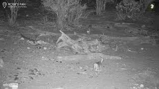 Injured Leopard Tries To Catch A Meal [upl. by Icam626]