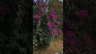 FLOWER SEASON youtube flowers [upl. by Asilem62]