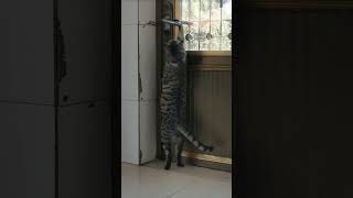 smart cat opening door to go outside shorys [upl. by Latrell]