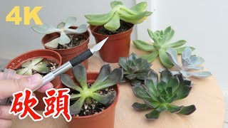 【多肉繁殖】砍多肉的頭 how to succulents cutting [upl. by Evan]