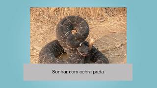 Sonhar com cobra preta [upl. by Alessandro479]