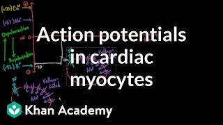 Action potentials in cardiac myocytes  Circulatory system physiology  NCLEXRN  Khan Academy [upl. by Enautna]